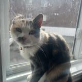 Picture of cat found at Longueuil