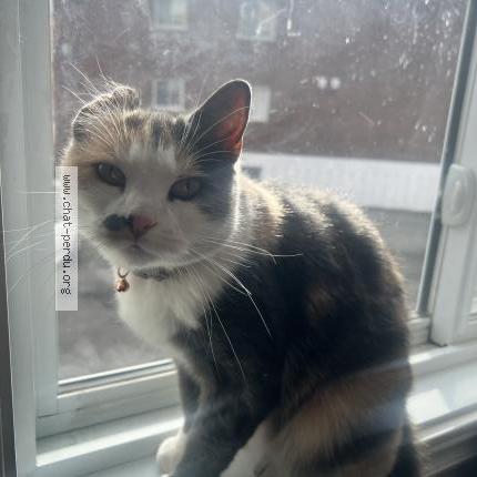 Photo 1/1 Found cat Found in Longueuil