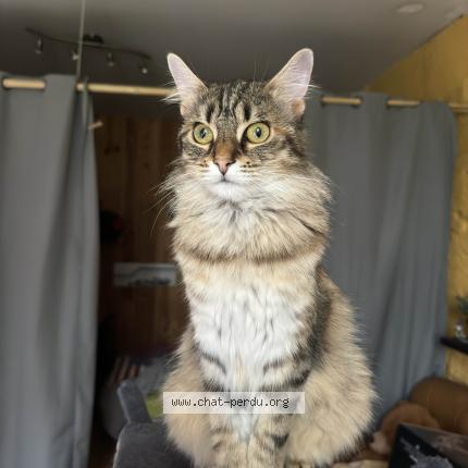 Photo 1/1 Ahsoka Chat lost in Saint gaudens