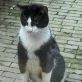 Photo of a cat found in Le Diamant