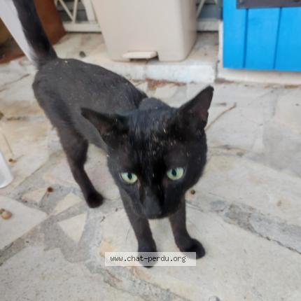 Photo 1/1 Cat reunited Lost in Nimes