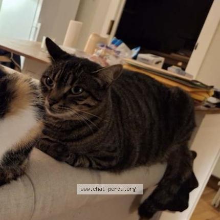 Photo 1/1 Laly Chat lost in Oleron sainte marie