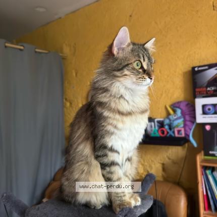 Photo 1/1 Carniato Estrade Titouan Chat lost in Saint gaudens