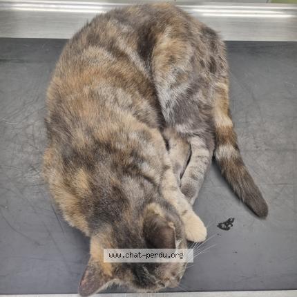 Photo 1/1 Found cat Found in Ardon