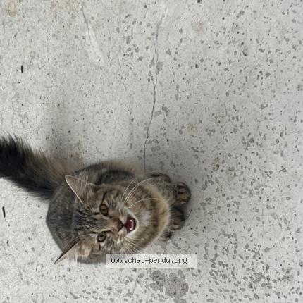 Photo 1/1 Found cat Found in Ste sigolene