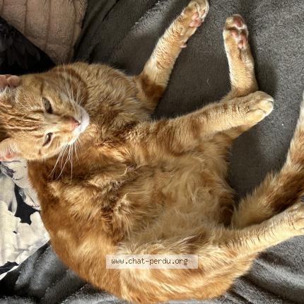 Photo 1/1 PADDY Chat lost in Villeneuve d ascq