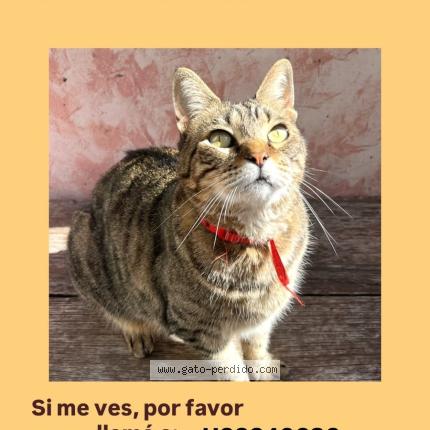 Photo 1/1 Careto Chat lost in Almagro palermo