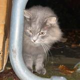 Picture of cat found at Issy Les Moulineaux