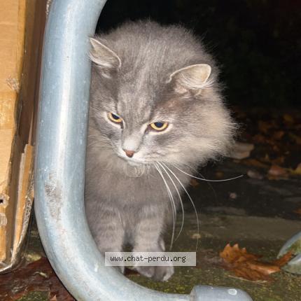 Photo 1/1 Found cat Found in Issy les moulineaux