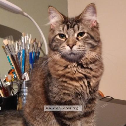 Photo 1/1 Mimi fleur Chat lost in Verdun