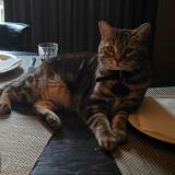 Picture of cat lost at Winnipeg