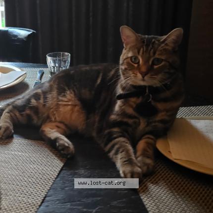 Photo 1/1 Brooks Chat lost in Winnipeg