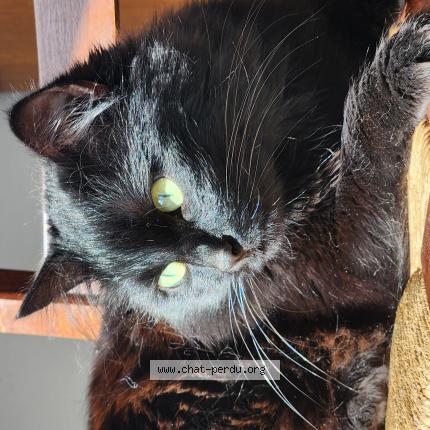 Photo 1/1 Punky Chat lost in Roye