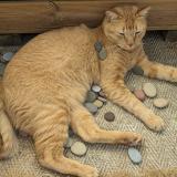 Picture of cat lost at St Joseph De Porterie