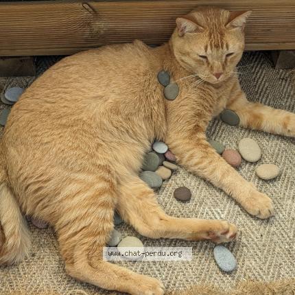 Photo 1/1 Cat reunited Lost in St joseph de porterie