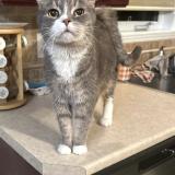 Picture of cat lost at Mirabel