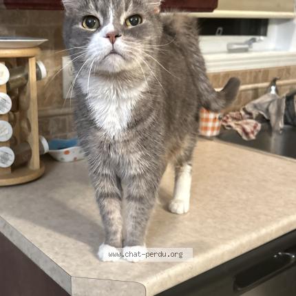 Photo 1/1 Poutine Chat lost in Mirabel