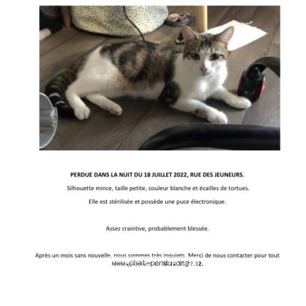 Photo 1/1 C&eacute;leste Chat lost in Paris