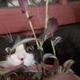 Picture of cat found at Augignac