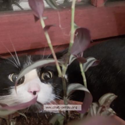 Photo 1/1 Found cat Found in Augignac