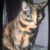 Picture of cat lost at Neder Over Hembeek