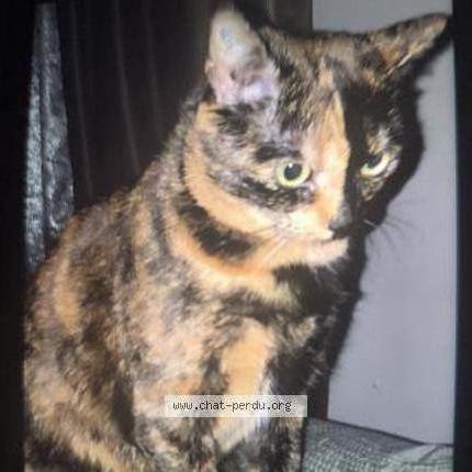 Photo 1/1 Moumouche Chat lost in Neder over hembeek