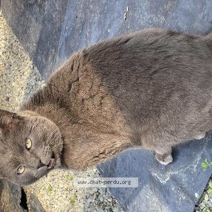 Photo 1/1 Mozart Chat lost in Saint germain de coulamer