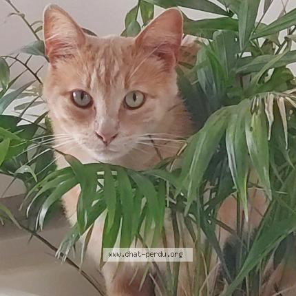 Photo 1/1 Luffy Chat lost in Septeme