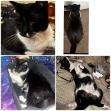 Picture of cat lost at Van Wert