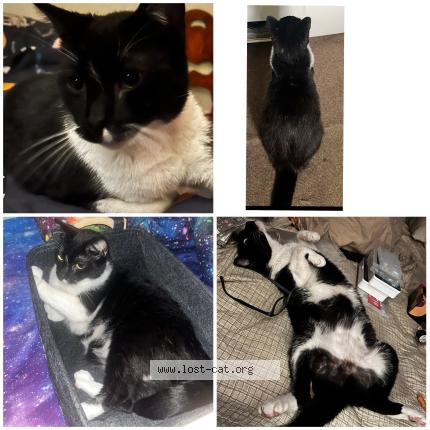 Photo 1/1 Roo Roo Chat lost in Van wert