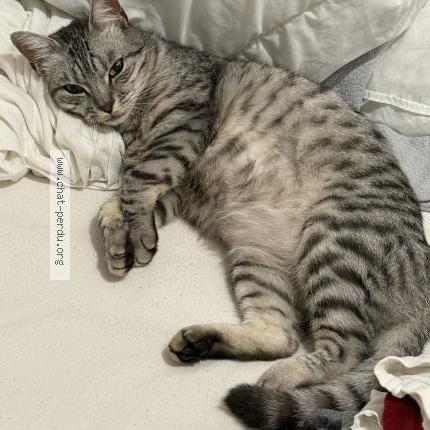 Photo 2/2 Cat reunited Lost in Eaubonne