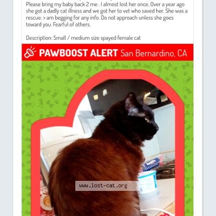 Photo 1/1 Jazzmynne Chat lost in San bernardino