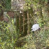 Picture of cat lost at Monroeville