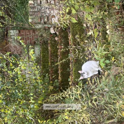 Photo 1/1 Billie Chat lost in Monroeville