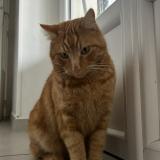 Picture of cat lost at Vienne