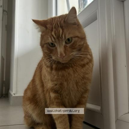 Photo 1/1 Lucky Chat lost in Vienne