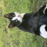 Picture of cat lost at Budos