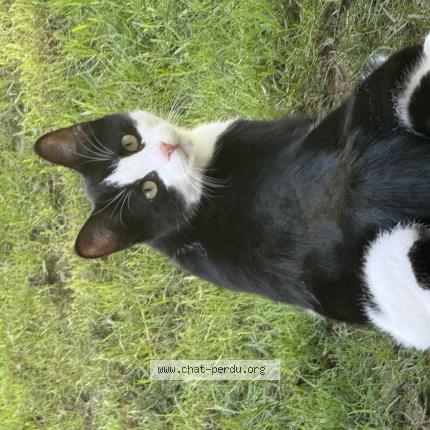 Photo 1/1 Noli Chat lost in Budos