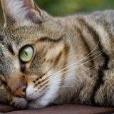 Picture of cat lost at St Paul Sans Souci