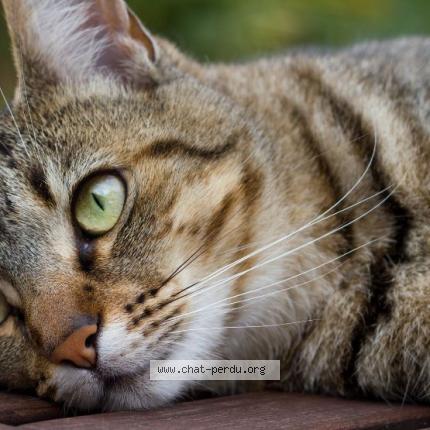 Photo 1/1 NOISETTE Chat lost in St paul sans souci