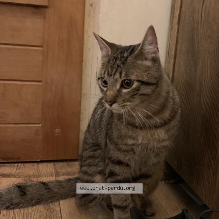 Photo 1/1 Found cat Found in Paris