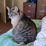 Picture of cat lost at Santa Rosa