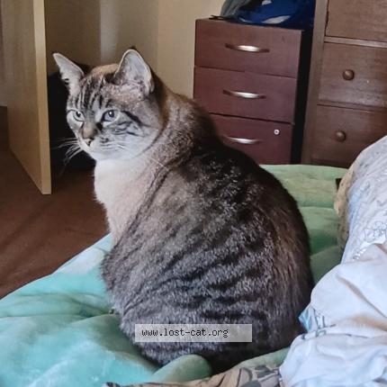 Photo 1/1 Mimi Chat lost in Santa rosa