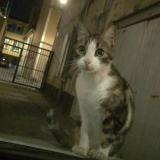 Picture of cat found at Montelimar