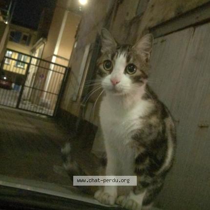 Photo 1/1 Found cat Found in Montelimar