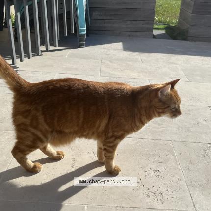 Photo 1/1 Roucky Chat lost in Tauxigny