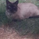 Picture of cat found at Reims