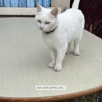 Photo 1/1 casper Chat lost in Brignais