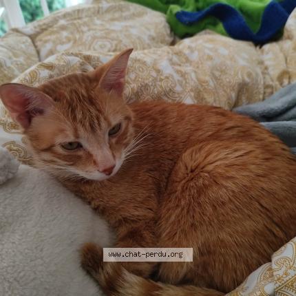 Photo 1/1 Minou Chat lost in Riom