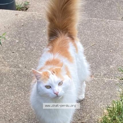 Photo 1/1 Chatou Chat lost in Le grand luce